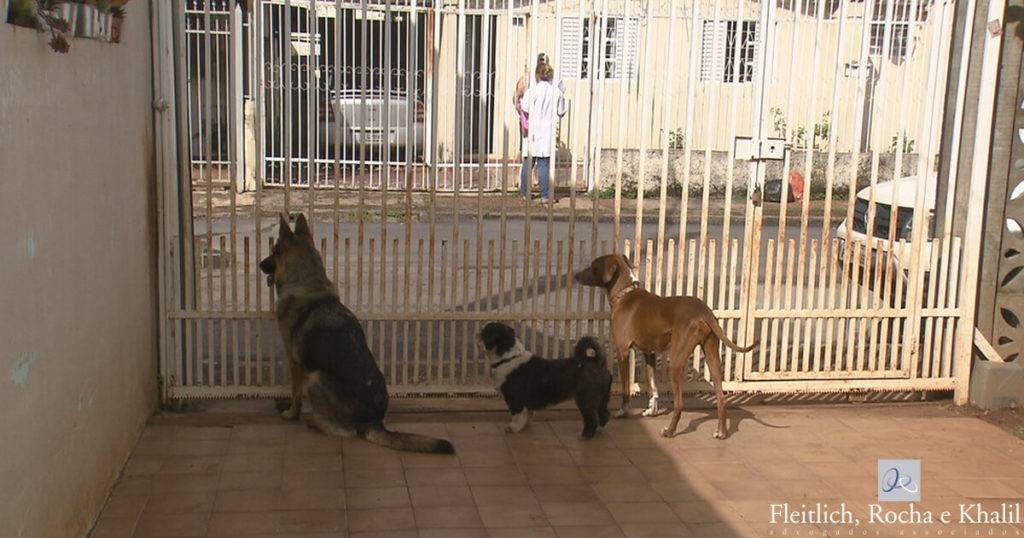 Latidos incessantes de cães